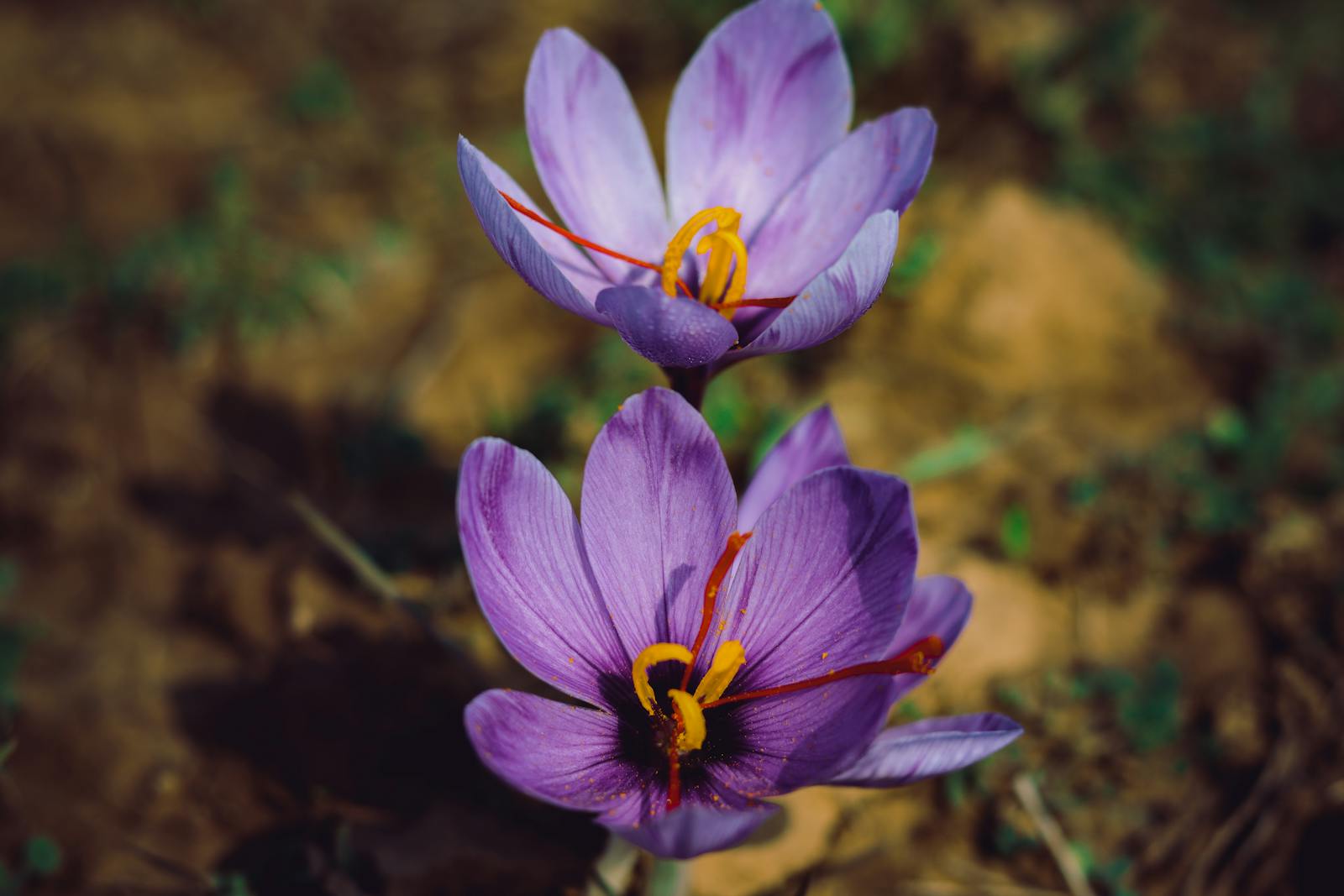 Blooming saffron threads — how to use saffron