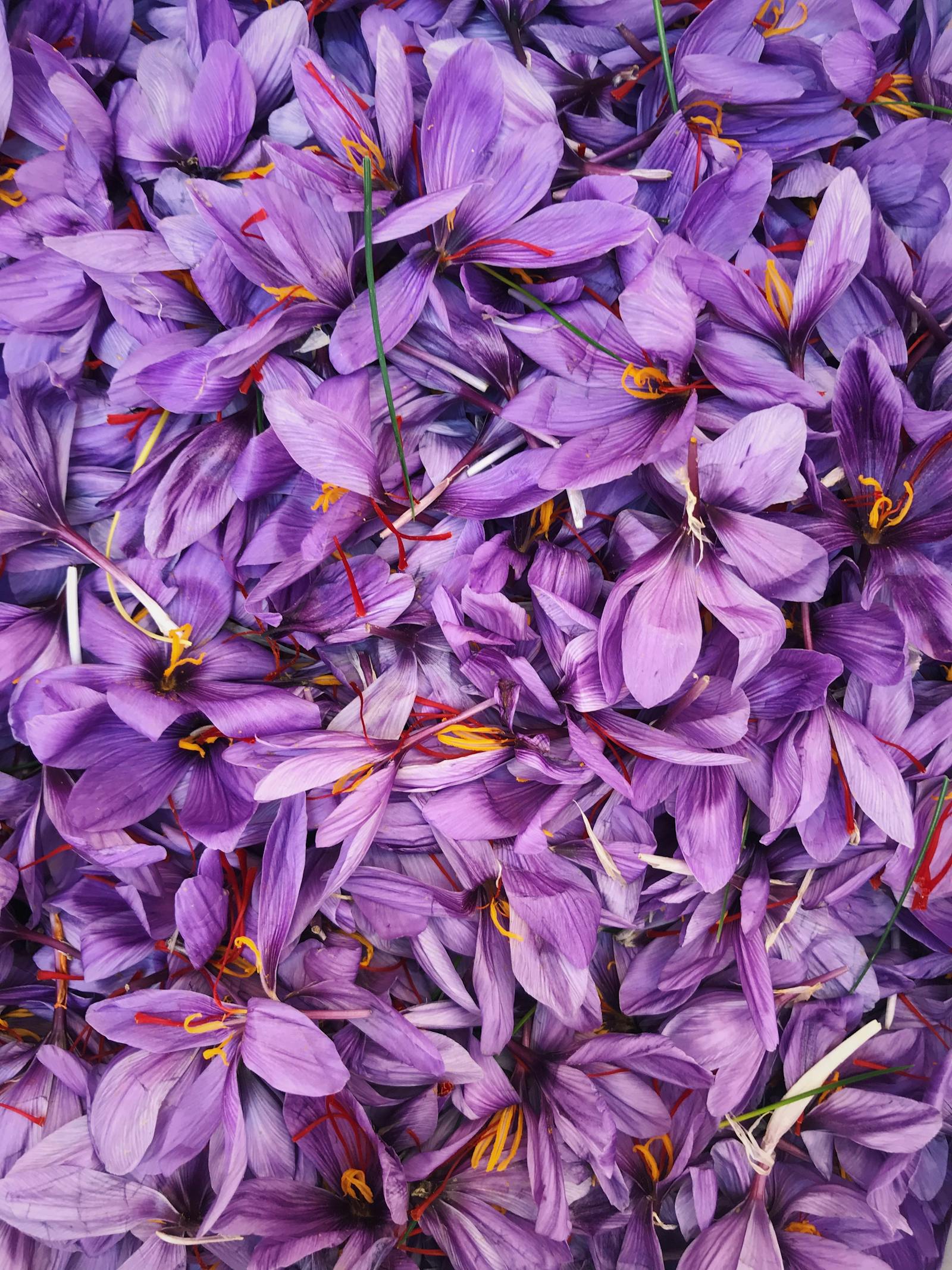 Saffron allergies — what to watch for