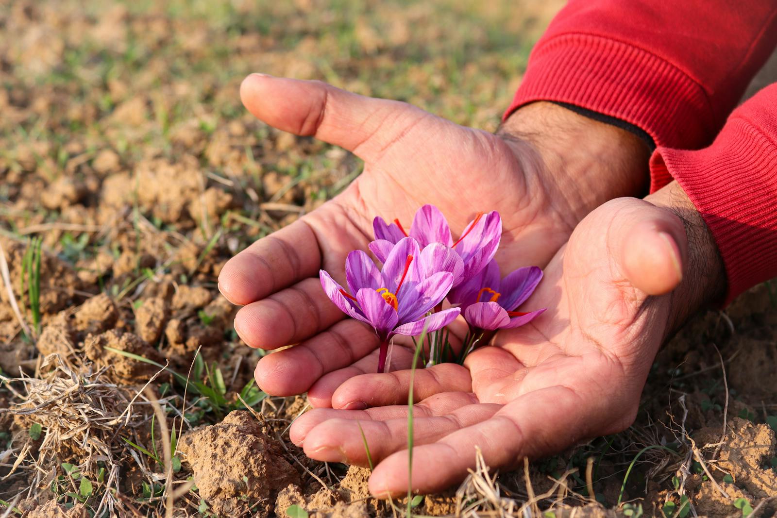 Saffron packaging — tin vs glass vs plastic bag