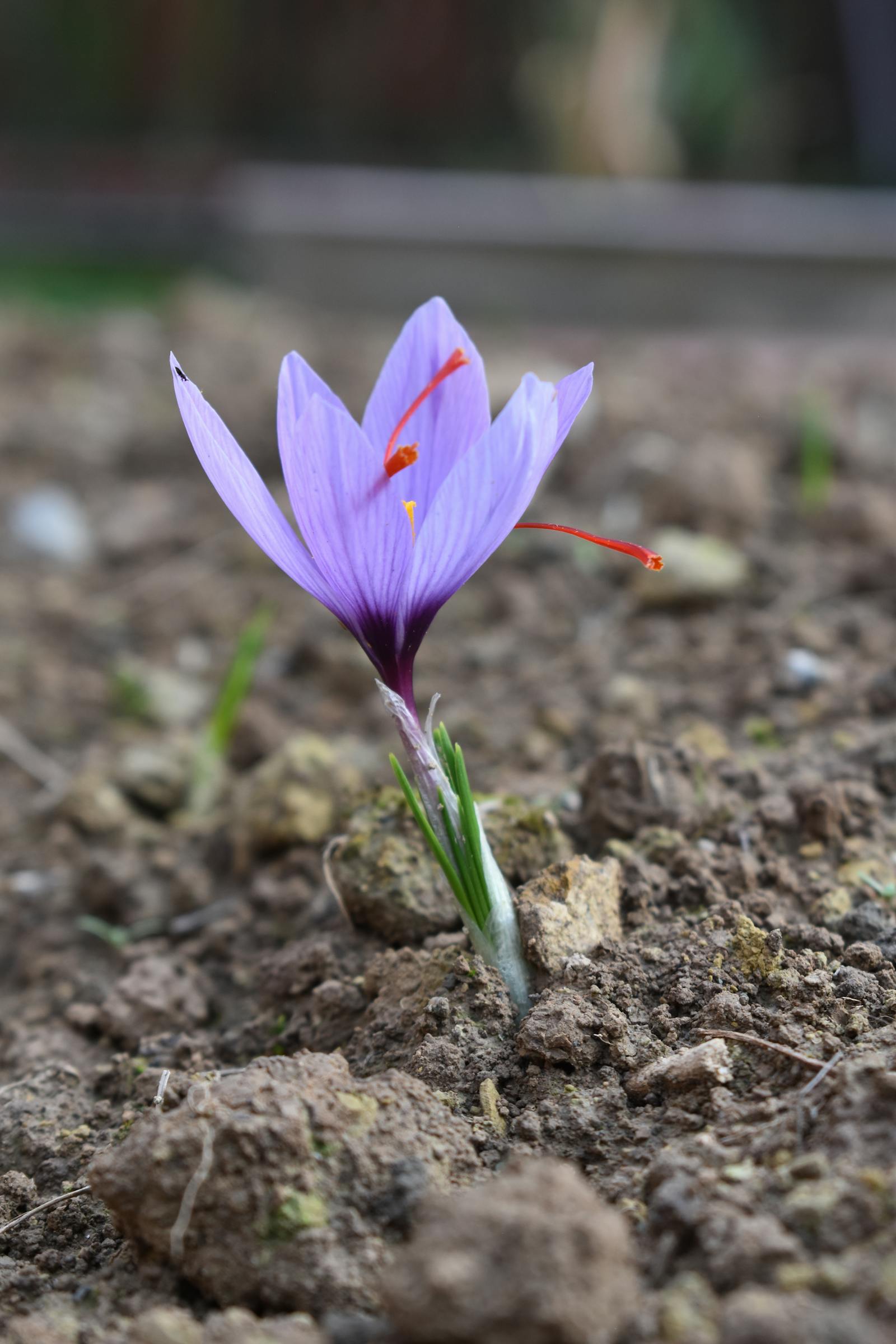 Saffron threads and research on benefits
