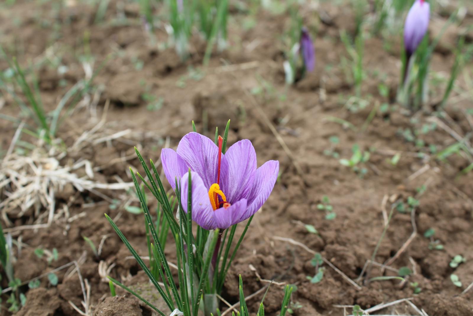 Saffron sizes explained — 0.5g, 1g, 2g, 4g