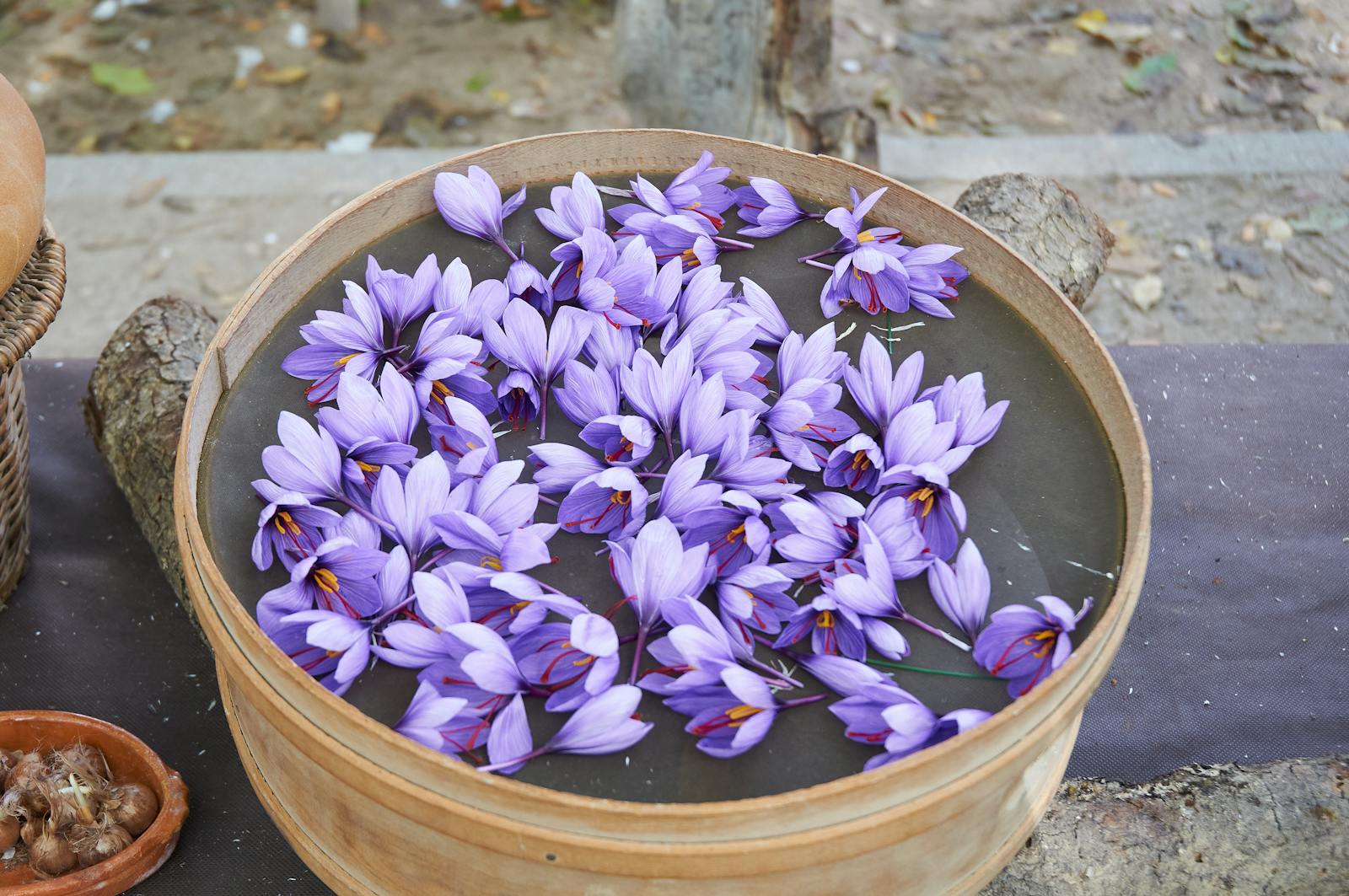 Saffron flowers — history of the world's most expensive spice