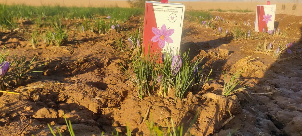Saffron crocus blooming in the field beside a Raihan Saffron box — harvested at the source in Afghanistan