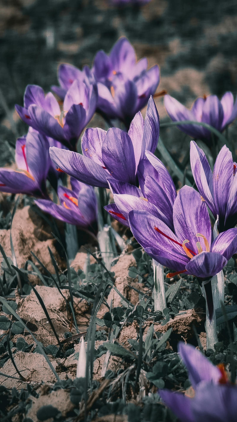Saffron in Herat — a walk through the harvest season