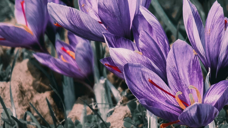 Saffron harvest season in Herat, Afghanistan — source of Raihan Afghan Super Negin saffron