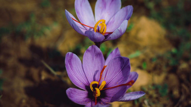 Blooming saffron threads in warm water for cooking — Raihan Afghan Super Negin saffron
