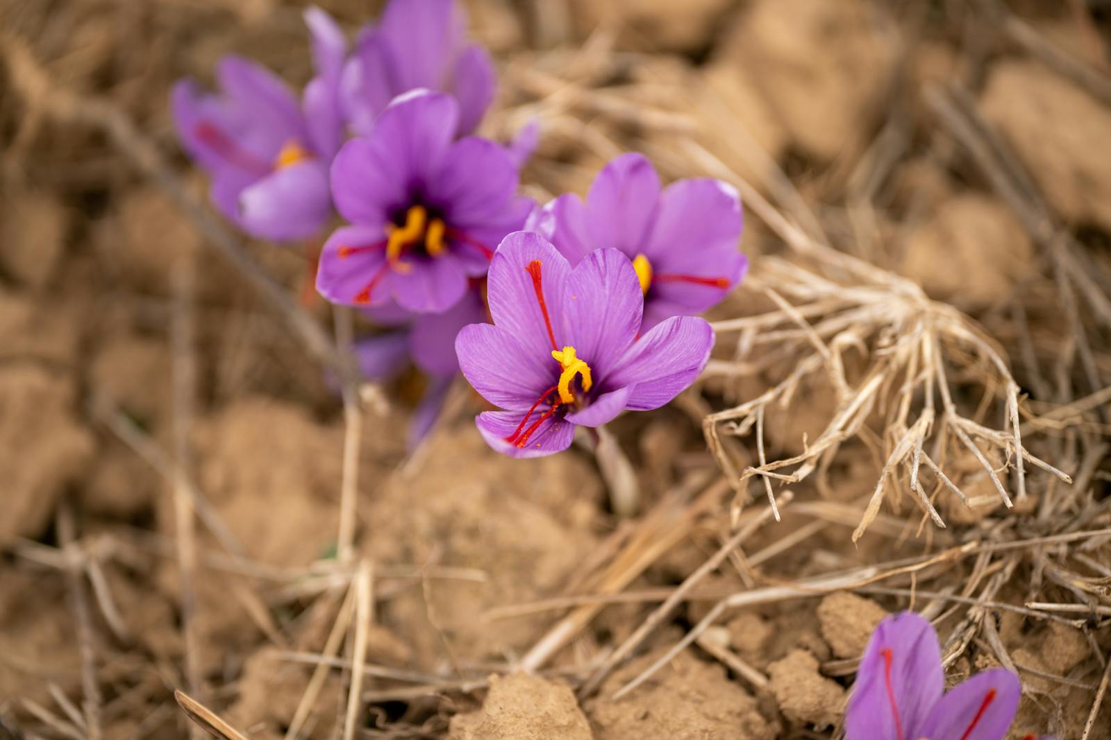 Saffron flower harvest — from flower to tin