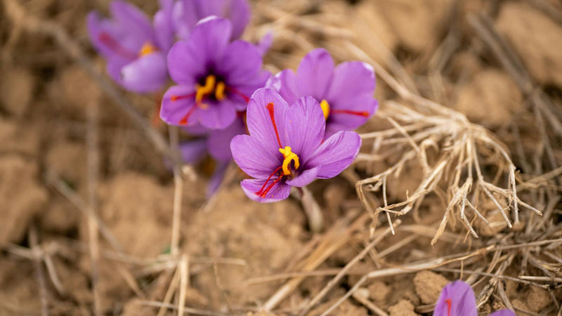 Hand-picked saffron crocus flowers at harvest — Raihan Afghan Super Negin saffron