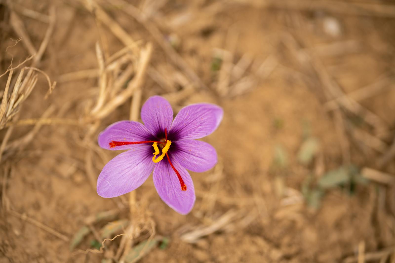 Saffron substitutes that actually work