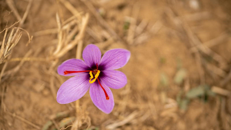 Saffron threads, turmeric powder, and safflower petals compared — Raihan Afghan Super Negin saffron