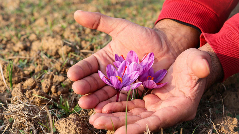 Comparison of top saffron brands in the US featuring Raihan Afghan Super Negin saffron