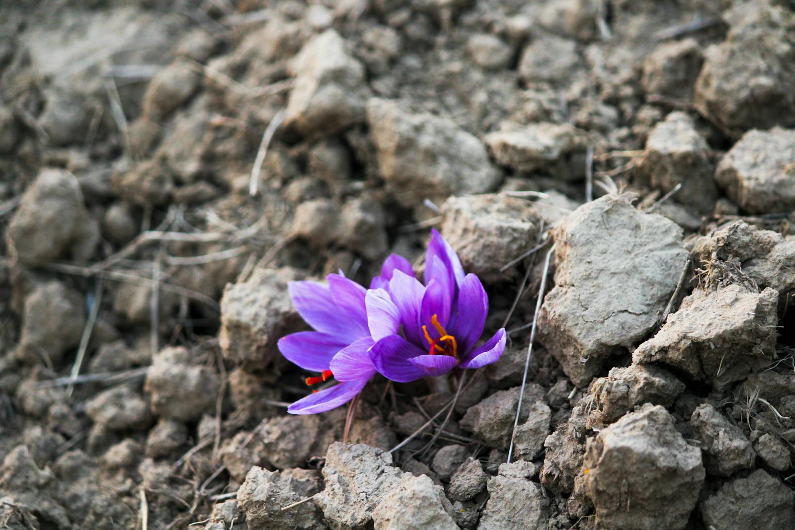 Saffron buying mistakes and how to avoid them