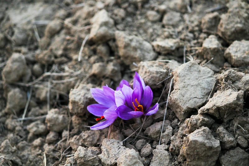 Saffron sourcing — how a direct-import brand works