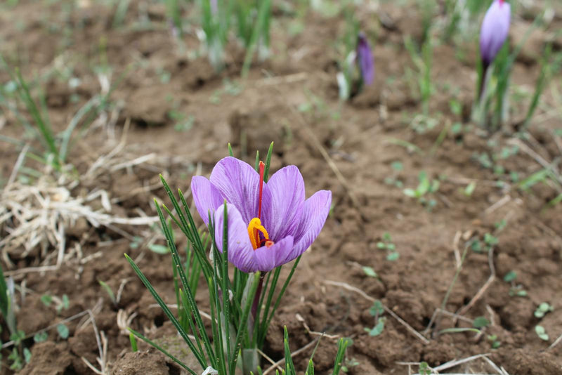 Saffron sizes explained — 0.5g, 1g, 2g, 4g
