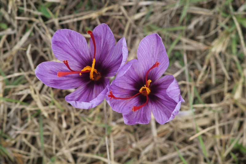 Saffron threads close-up — what is saffron