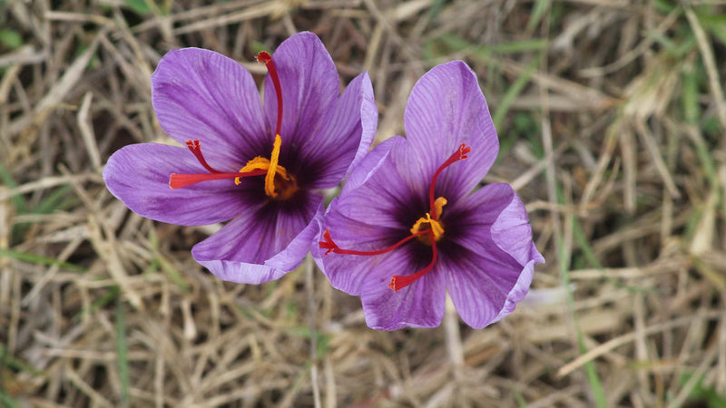 Deep red Crocus sativus stigmas in a beginner's guide to Raihan Afghan Super Negin saffron