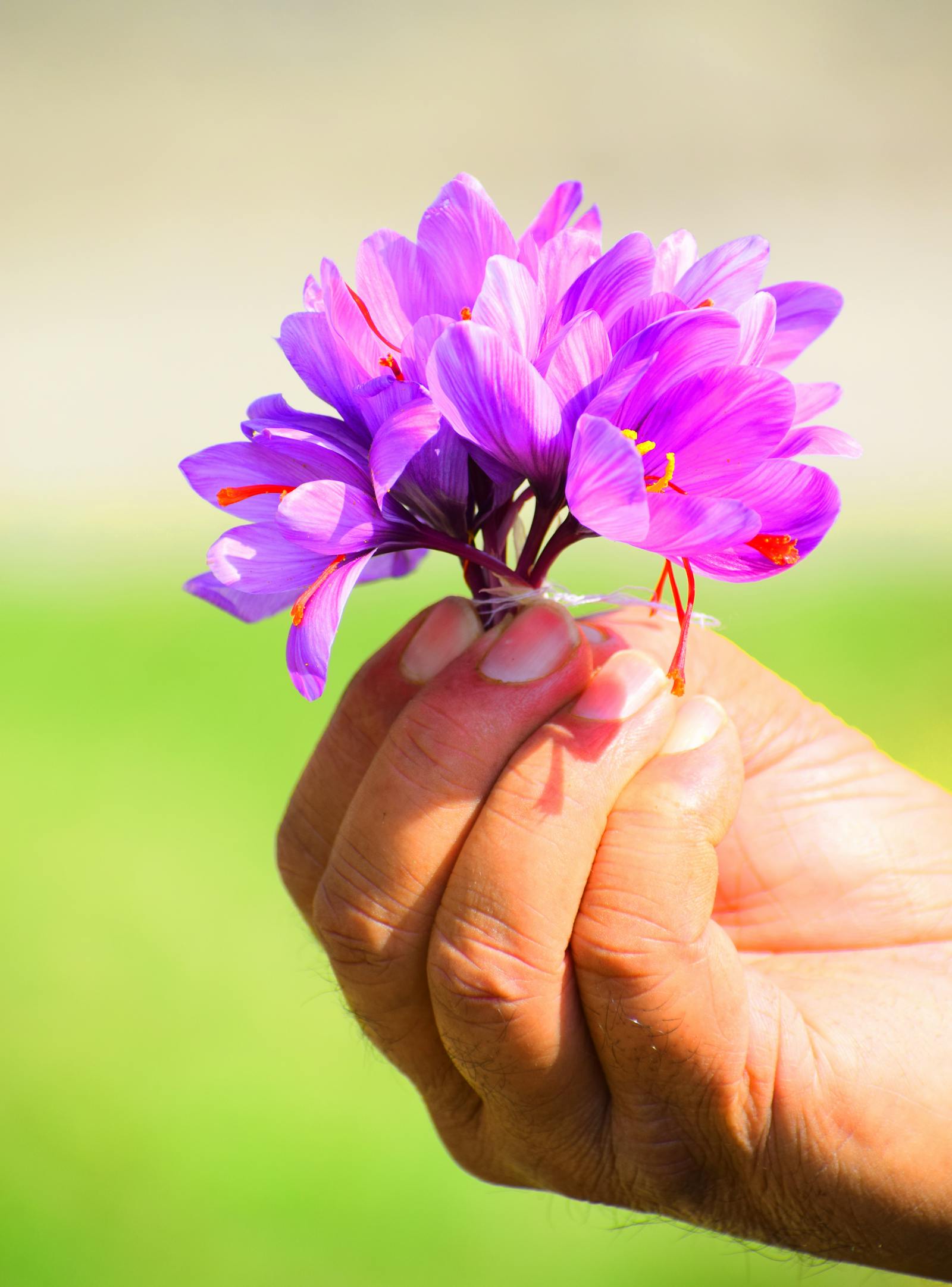 Saffron gift guide — tins and pairings