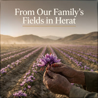 Saffron crocus field at dawn in Herat, Afghanistan — from our family's fields