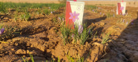 Saffron crocus blooming in the field beside a Raihan Saffron box — harvested at the source in Afghanistan