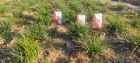 Raihan Saffron boxes standing in the green saffron field before the autumn bloom — Afghan saffron farm